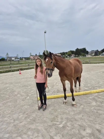 Pony-Stute, Jährling, 144 cm Endmaß