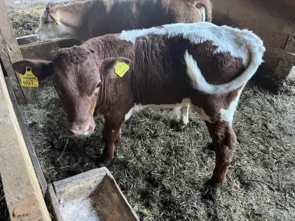 Pinzgauer Stierkalb