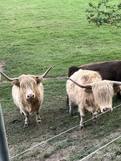 Hochlandrind