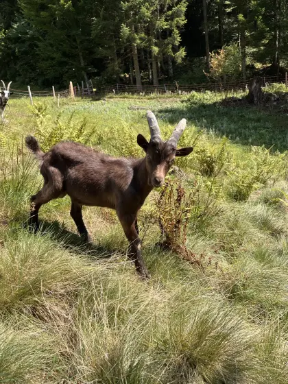 Aosta Bockkitz