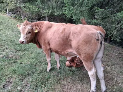 Bio-Stier