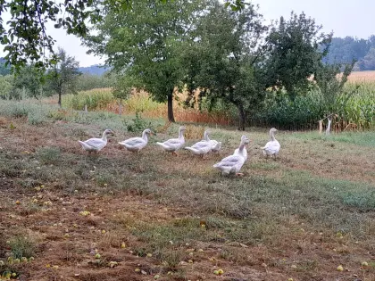 Fränkische Landgans (Jungtiere)