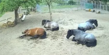4 x Noriker im Herdenverband