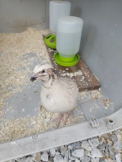 Wachtelhahn, sehr schön gefärbt, abzugeben.
