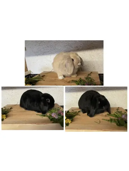 Minilops