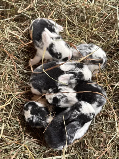 Mini Lop, Widderkaninchen