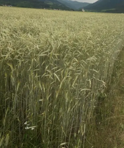 Grünroggen Körner
