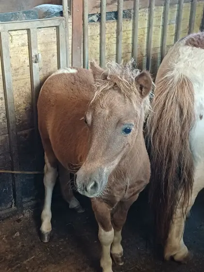Verkaufe Ponyhengst