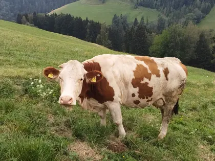 Großrahmige, trächtige Fleckviehkuh abzugeben