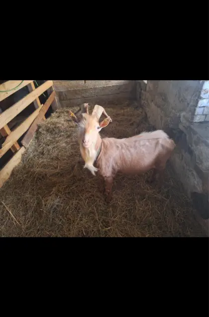 Ziegenbock
