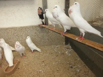 Kropftauben weiß