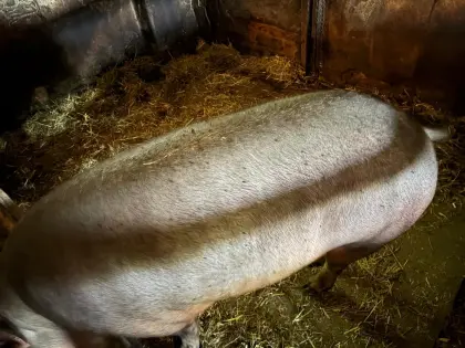 Duroc Specksau
