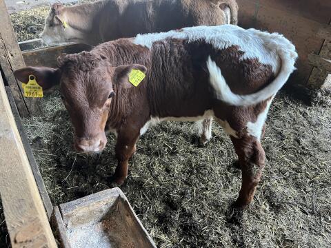 Pinzgauer Stierkalb
