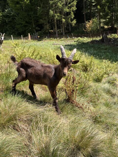 Aosta Bockkitz