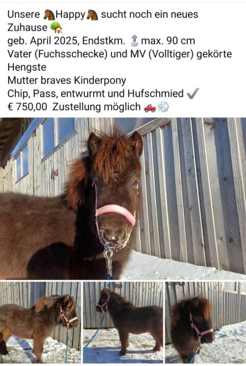 Fohlenstute Shetty