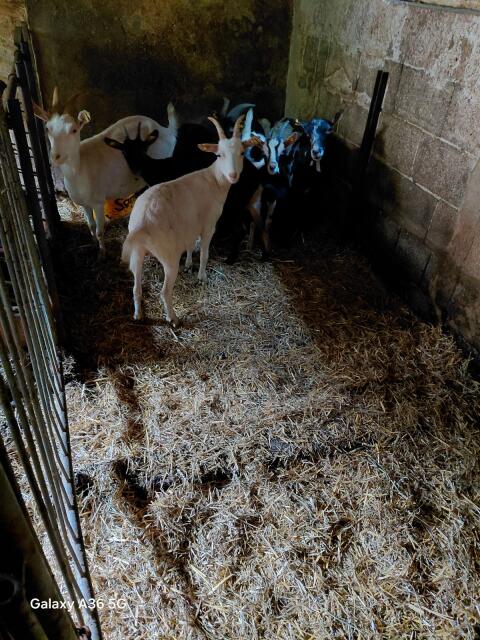 Verkaufe 3 Jungziegen (Zwergziegen)