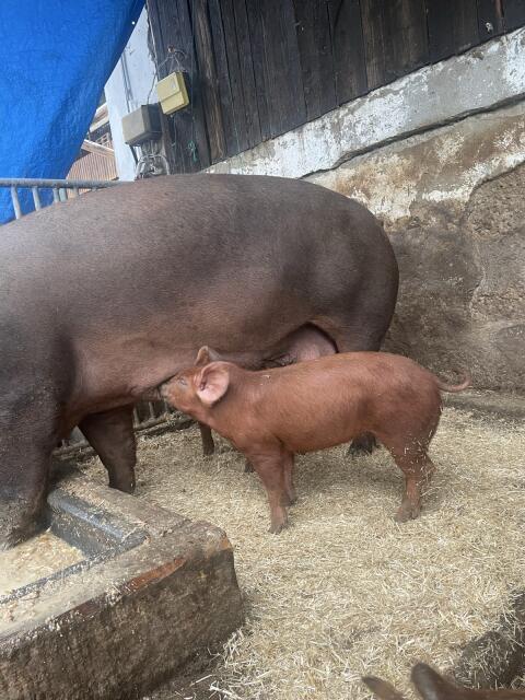 Duroc-Ferkel