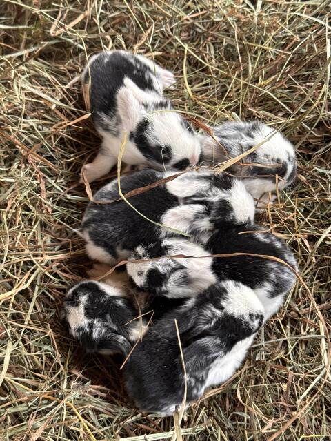 Mini Lop, Widderkaninchen