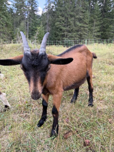 Gemsfarbige Jungziegen