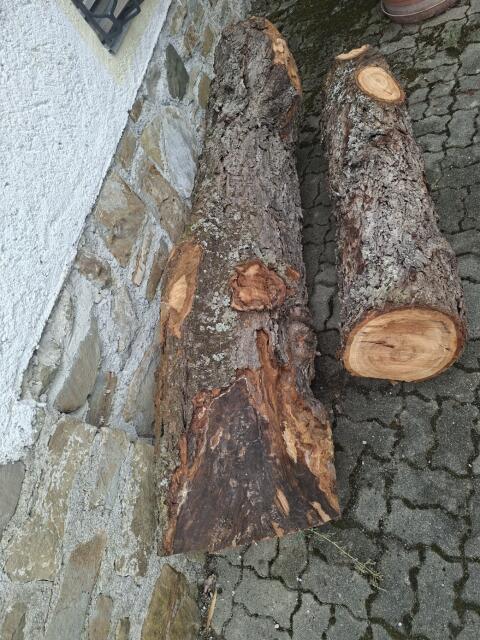 Kirschenholz-Stammteile, frisch umgeschnitten
