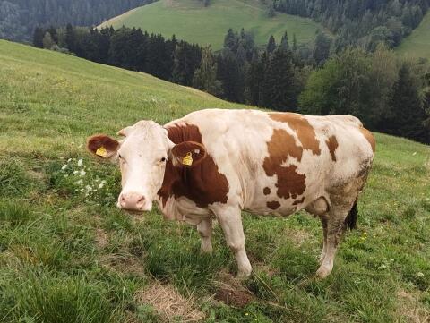 Großrahmige, trächtige Fleckviehkuh abzugeben