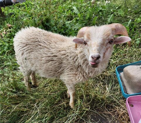 Quessant, Ouessant, bretonisches Zwergschaf Widder