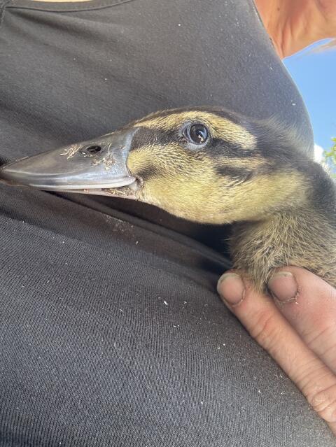 Enten
