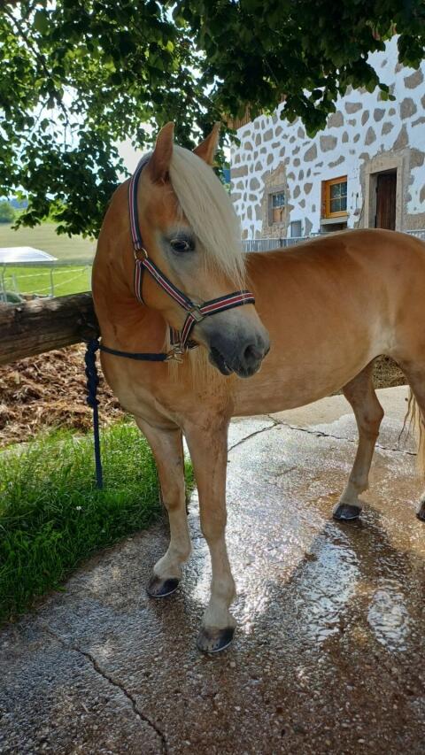 Stella-Luna MKS, Haflinger Stute
