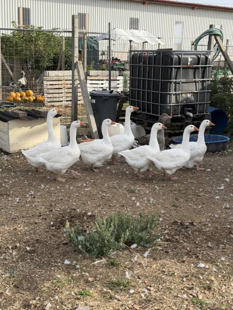 Gänse
