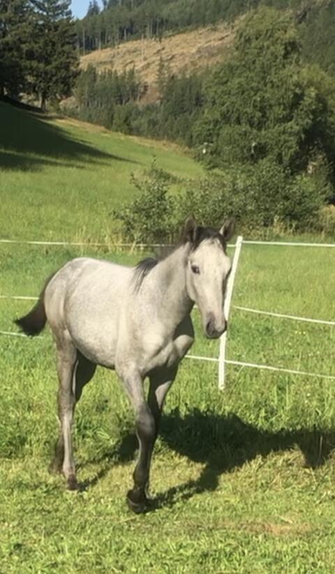 Appaloosa-Mix Hengstfohlen