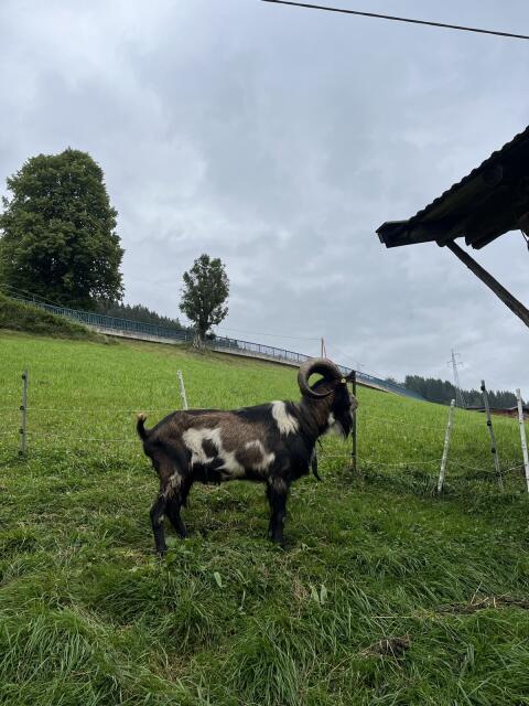 Verkaufe Tauernscheckenbock