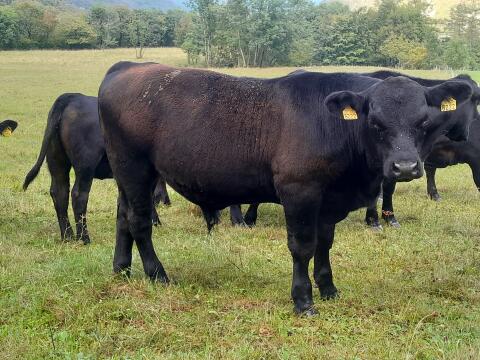 Aberdeen Angus plemenski bik