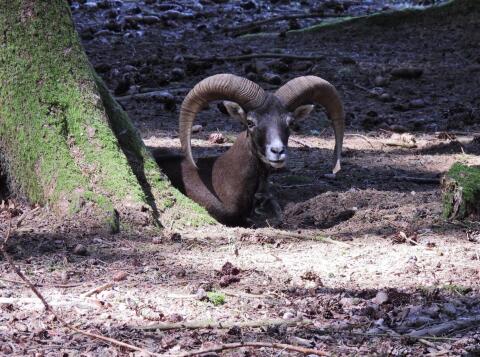 Mufflon, Muffelwild, Muffelwidder