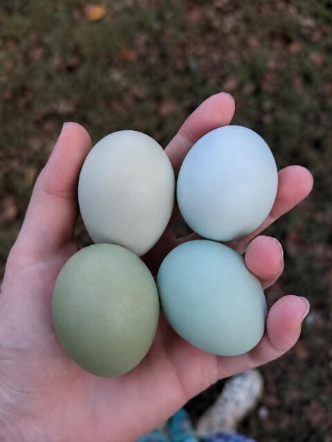 Bruteier Araucana blau-grün