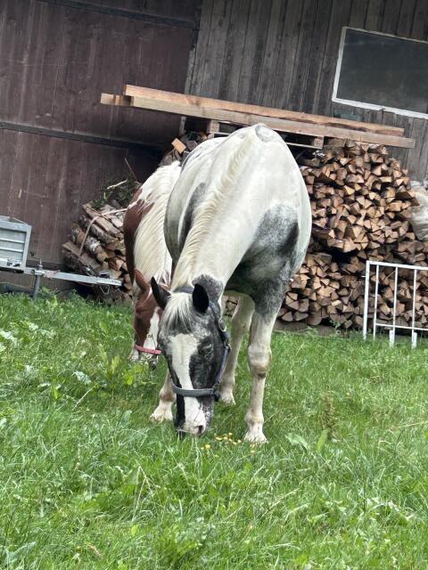 Suche Futterstroh, Stroh oder Heuballen ca. 10 Stk.