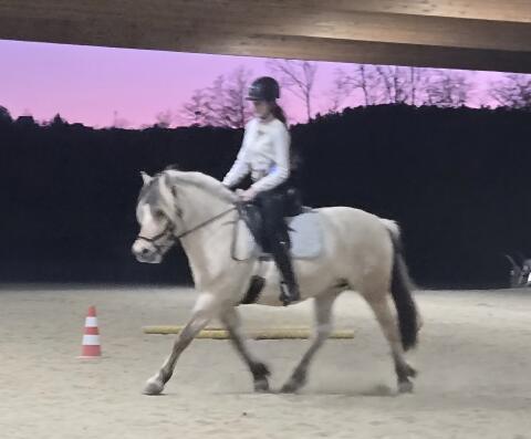 Reitunterricht Graz, Reiten, Einzelstunde