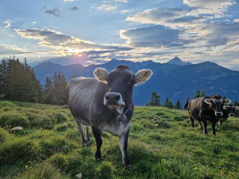 Tiroler Grauviehkuh, Bio