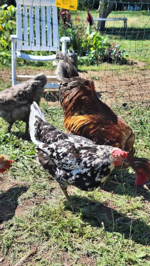 Exchequer Leghorn