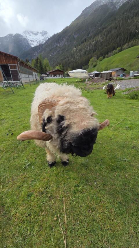 Walliser