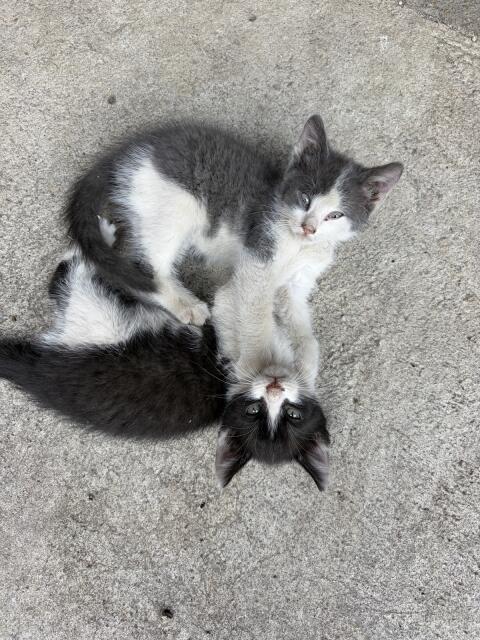 Babykatzen vom Bauernhof