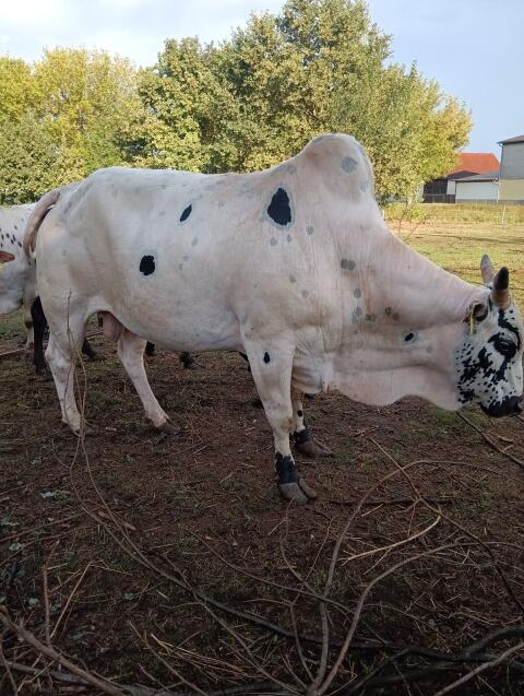 Bio-Zwergzebu-Stier