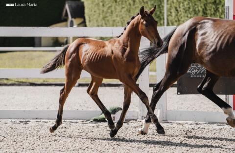 Bellezza, österr. Warmblut-Stute