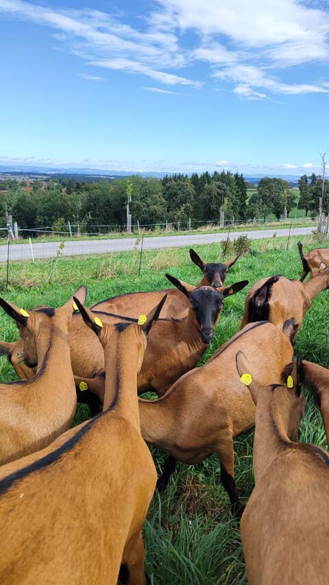 Suche GGZ Ia Zuchtbock