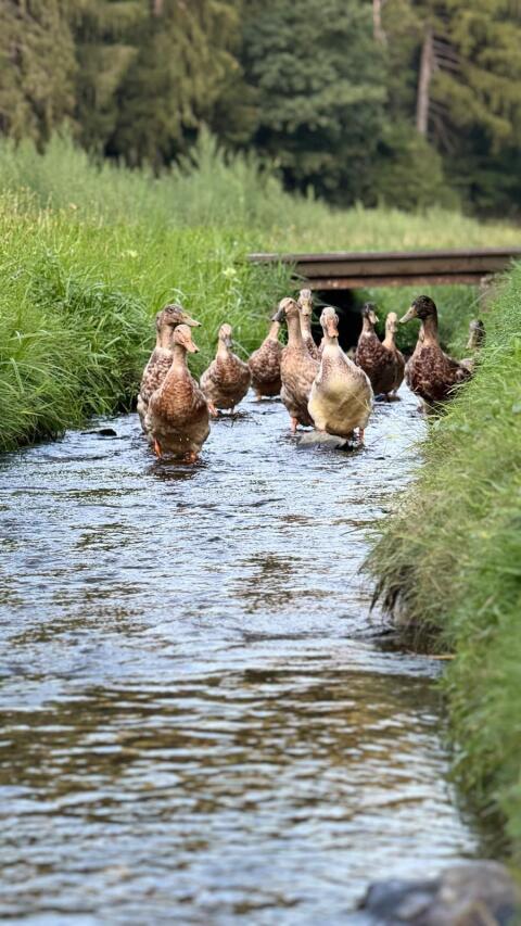 Enten
