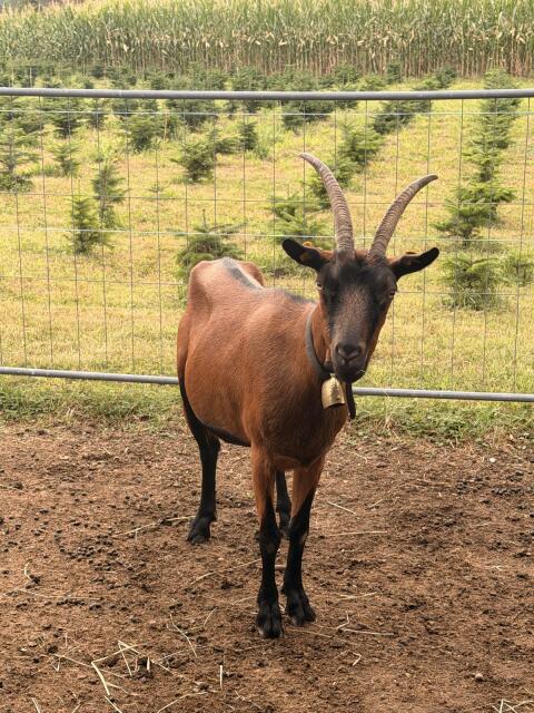 Ziegen und 1 kastrierter Bock