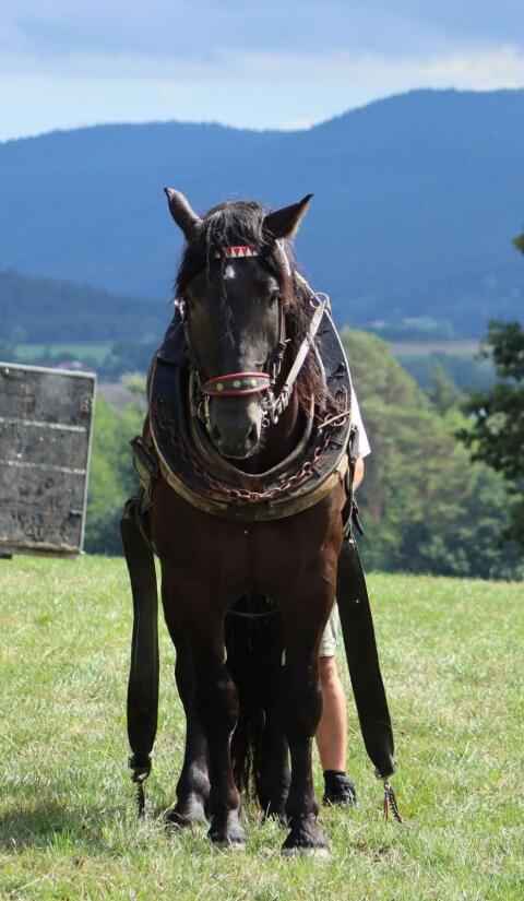 Noriker Hengst Falco