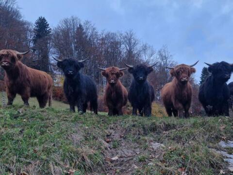 Verkaufe Hochlandrinder