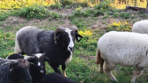 Waldschafbock