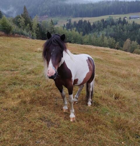 Ponys
