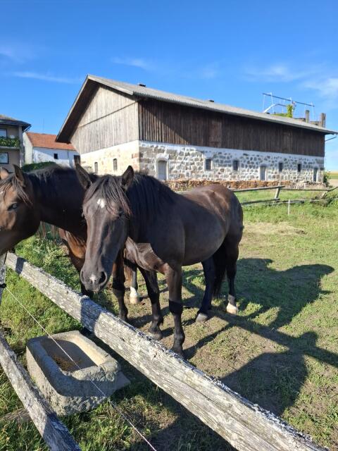 Rappstute Noriker, 10 Rundballen Heu